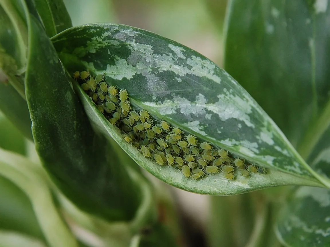 Close-up of soft green aphids clustered on a new silver-veined camouflage leaf at the Aglaonema Pictum Tricolor crown