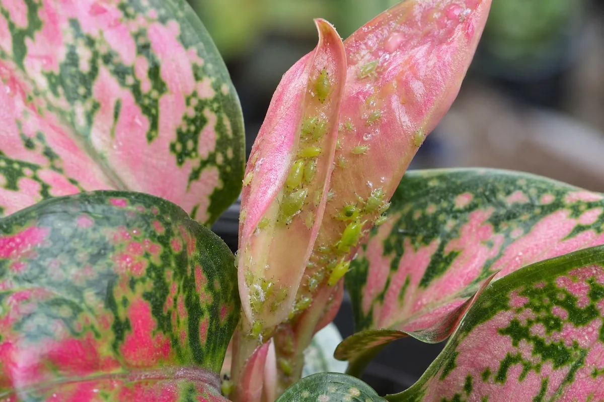 Close-up of Aphids on Aglaonema Pink Dalmatian - diagnostic detail