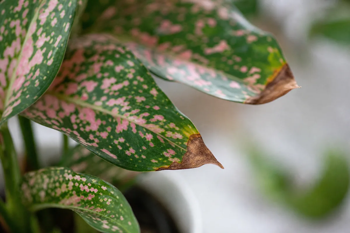 Close-up of Brown Tips on Aglaonema Pink Dalmatian - diagnostic detail