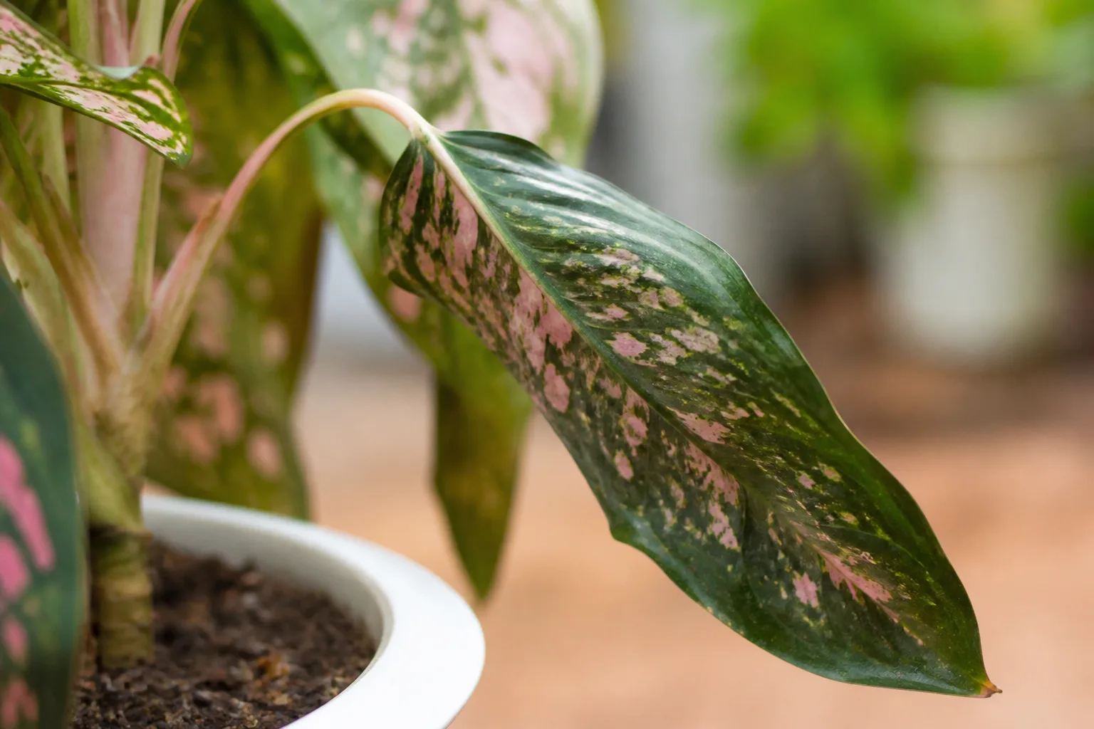 Close-up of drooping leaves on Aglaonema Pink Dalmatian - limp lower leaf with faded pink speckles hanging from the petiole