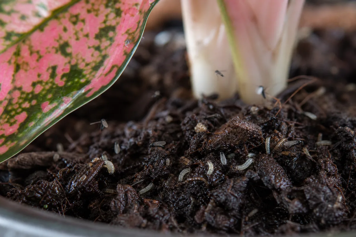 Close-up of Fungus Gnats on Aglaonema Pink Dalmatian - diagnostic detail