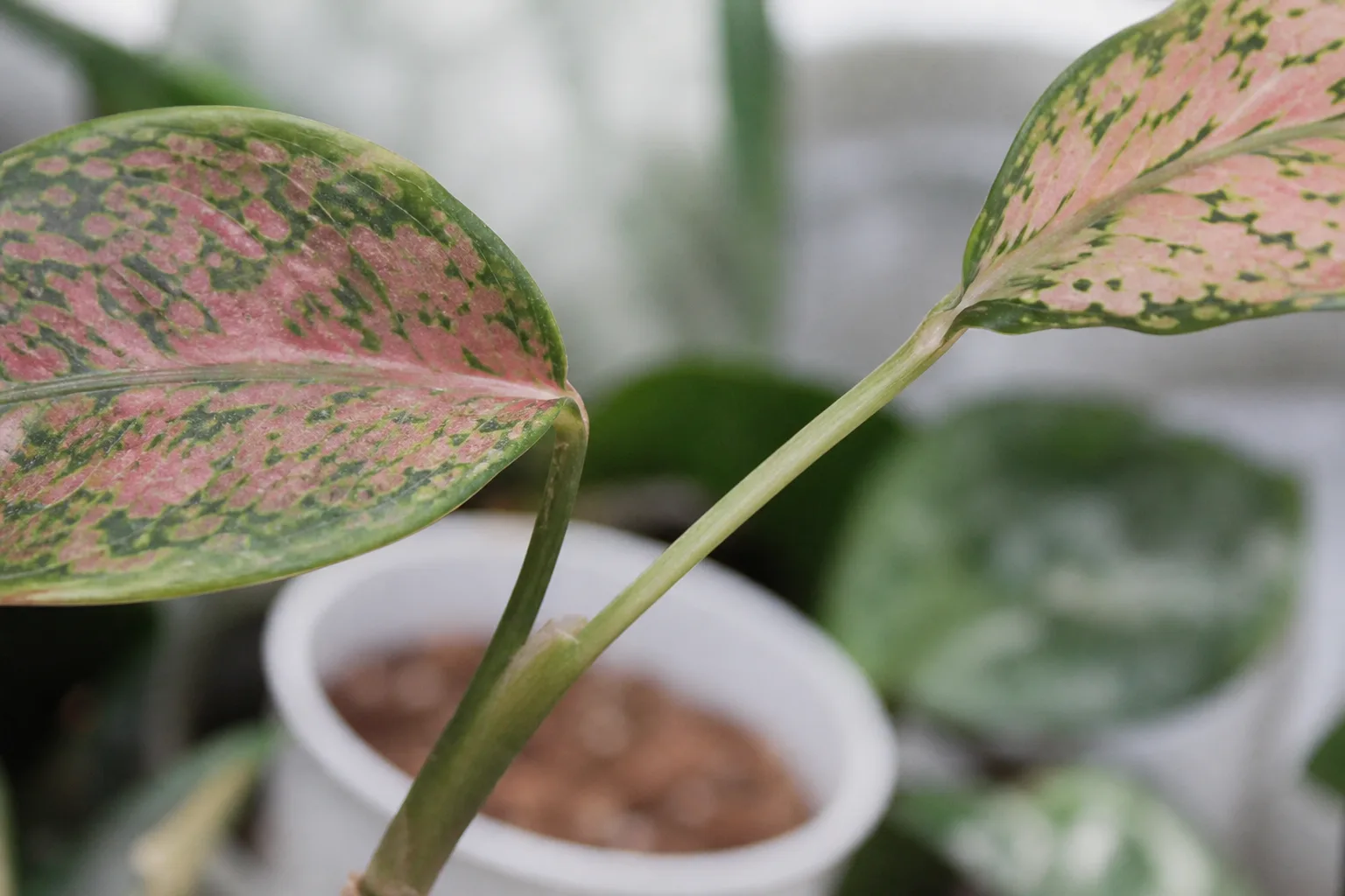 Close-up of leggy growth on Aglaonema Pink Dalmatian - elongated petiole with wide gap between faded pink-speckled leaves