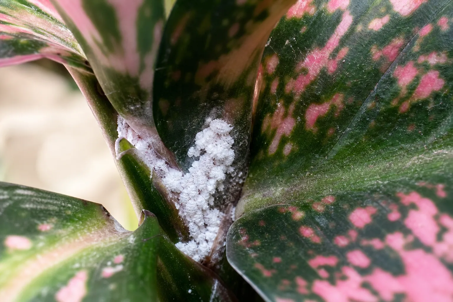 Close-up of mealybugs on Aglaonema Pink Dalmatian - white cottony clusters tucked in a leaf axil where pink-speckled foliage meets the stem
