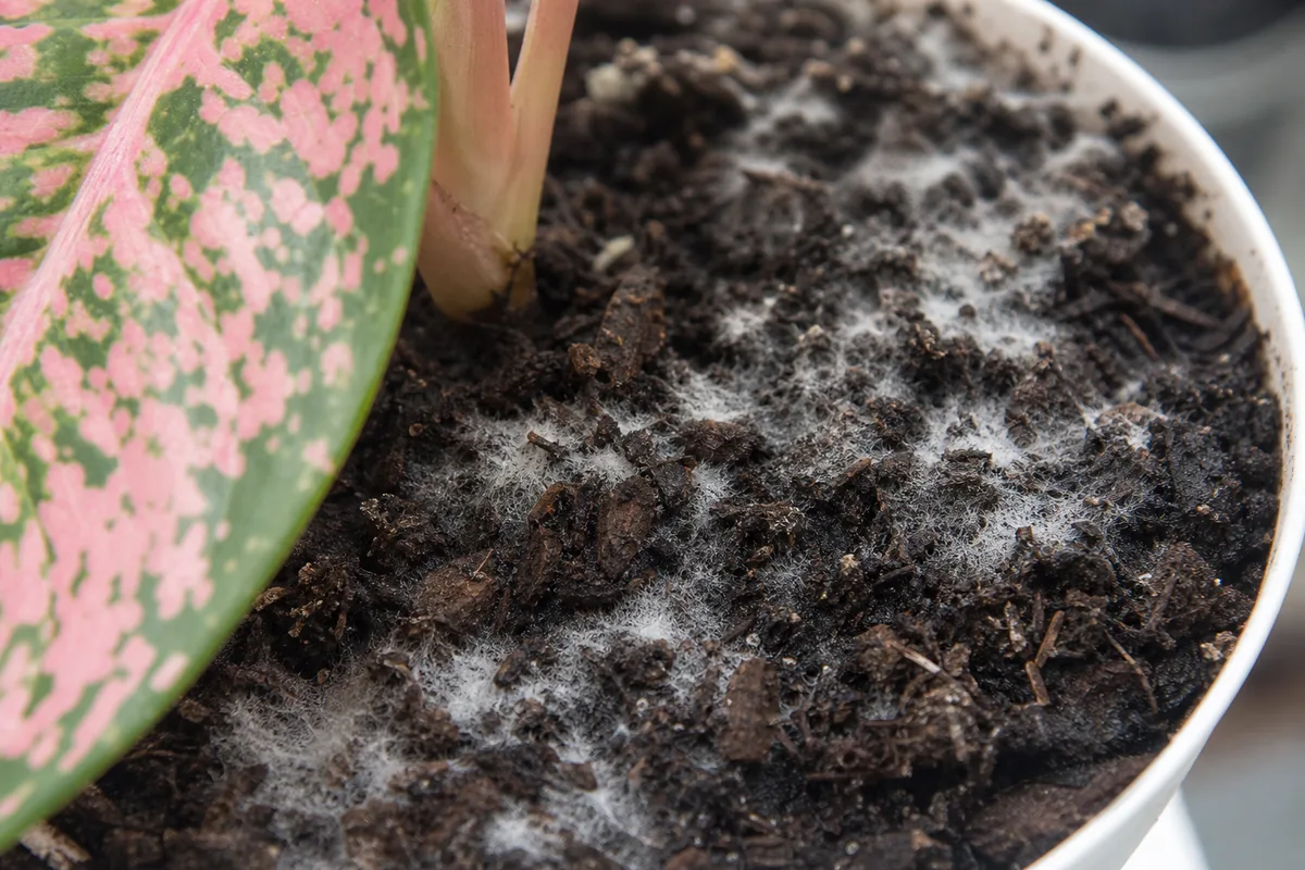 Close-up of Mold on Soil on Aglaonema Pink Dalmatian - diagnostic detail
