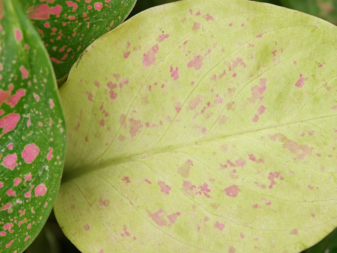 Close-up of pale oldest lower Pink Dalmatian leaf with washed-out pink speckling on uniformly yellow-green tissue