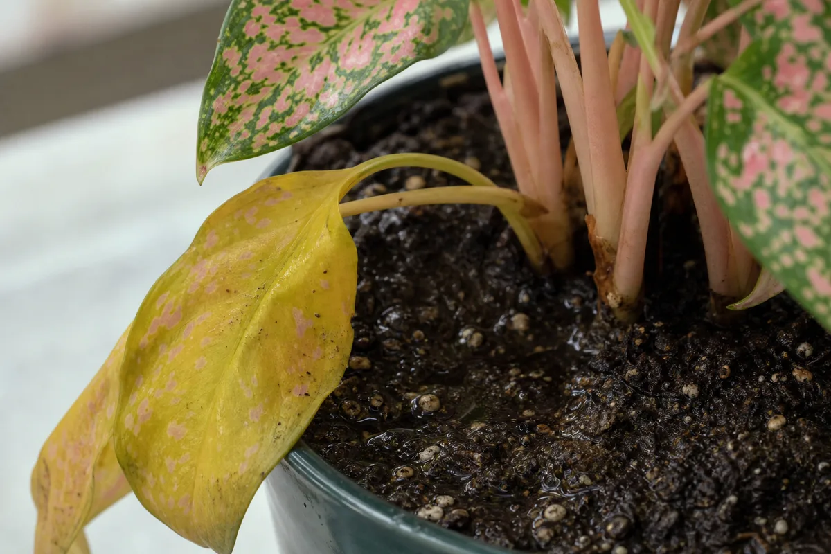 Close-up of Overwatering on Aglaonema Pink Dalmatian - diagnostic detail