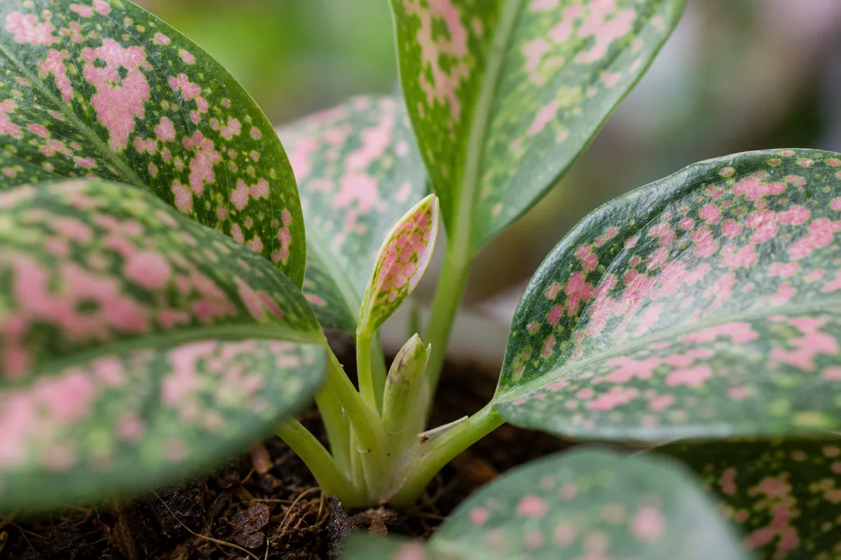 Close-up of Slow Growth on Aglaonema Pink Dalmatian - diagnostic detail