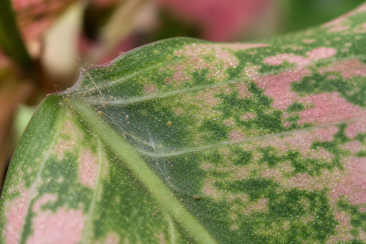 Close-up of Spider Mites on Aglaonema Pink Dalmatian - diagnostic detail