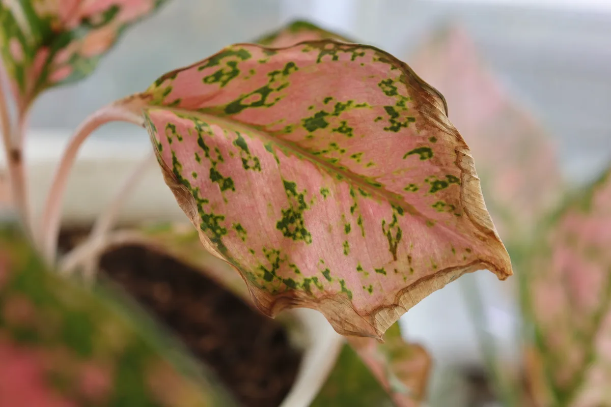 Close-up of Underwatering on Aglaonema Pink Dalmatian - diagnostic detail
