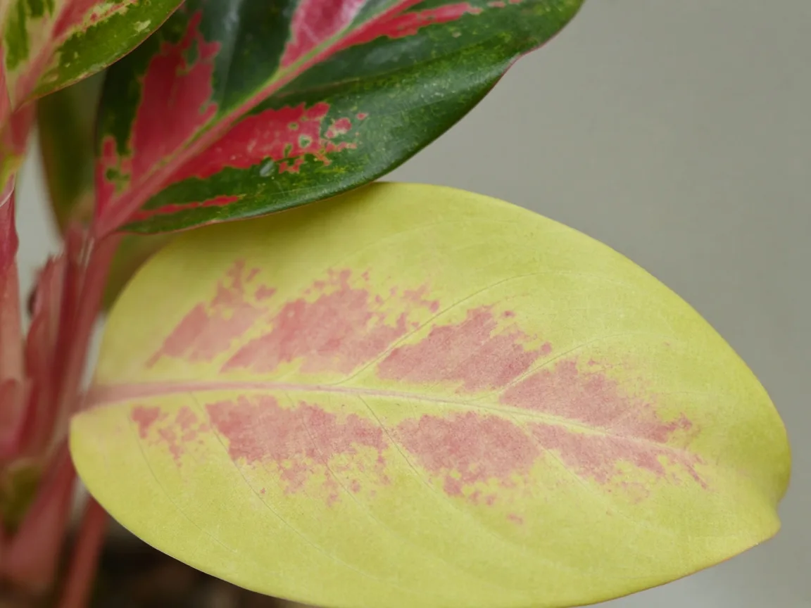 Close-up of pale oldest lower Red Siam leaf with washed-out rose-pink variegation on uniformly yellow-green tissue