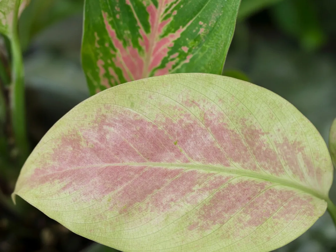 Close-up of nitrogen deficiency on Aglaonema Red Valentine - uniform pale yellow-green on oldest lower broad leaf