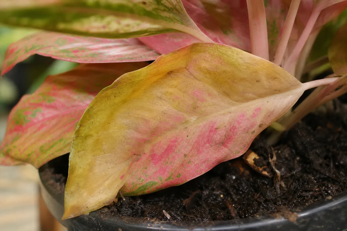 Close-up of overwatering on Aglaonema Red Valentine - yellowing lower leaf with washed-out pink variegation above damp soil