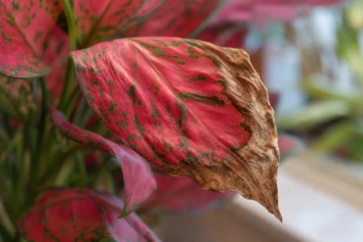 Close-up of Underwatering on Aglaonema Red Valentine - diagnostic detail