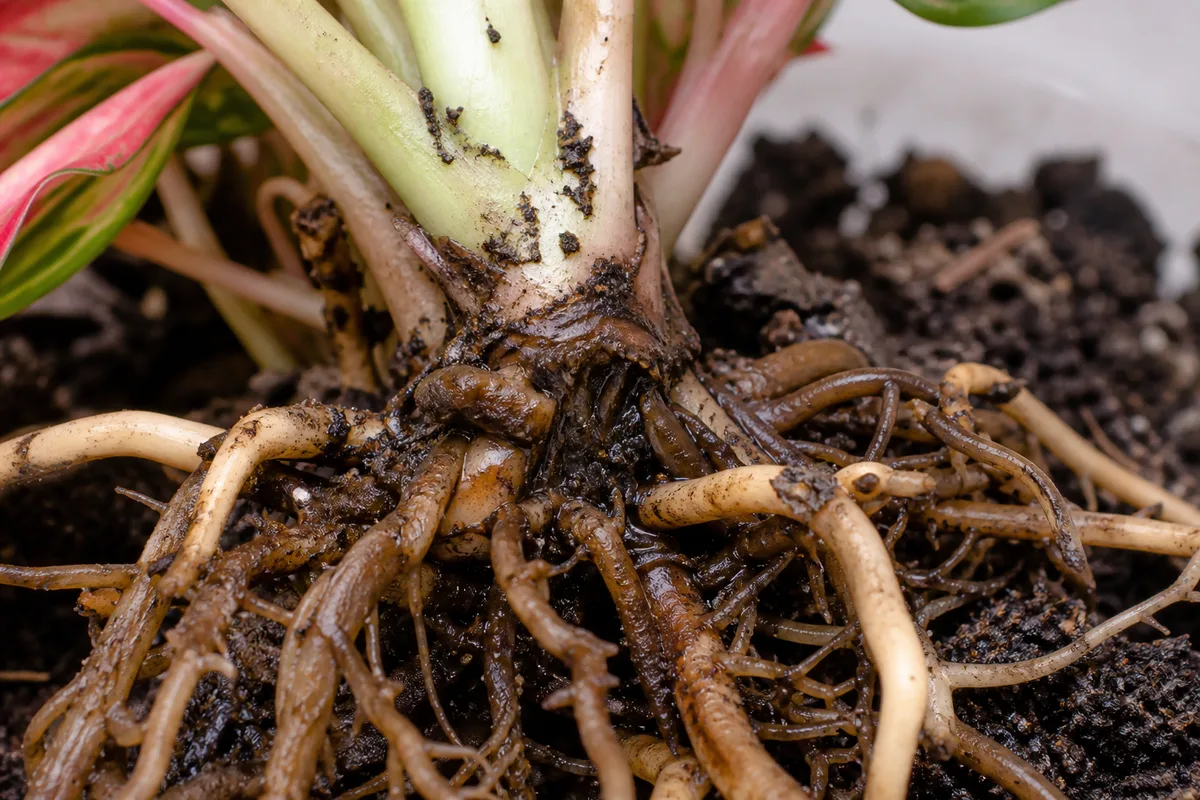 Close-up of root rot on Aglaonema - brown mushy decayed roots at repotting