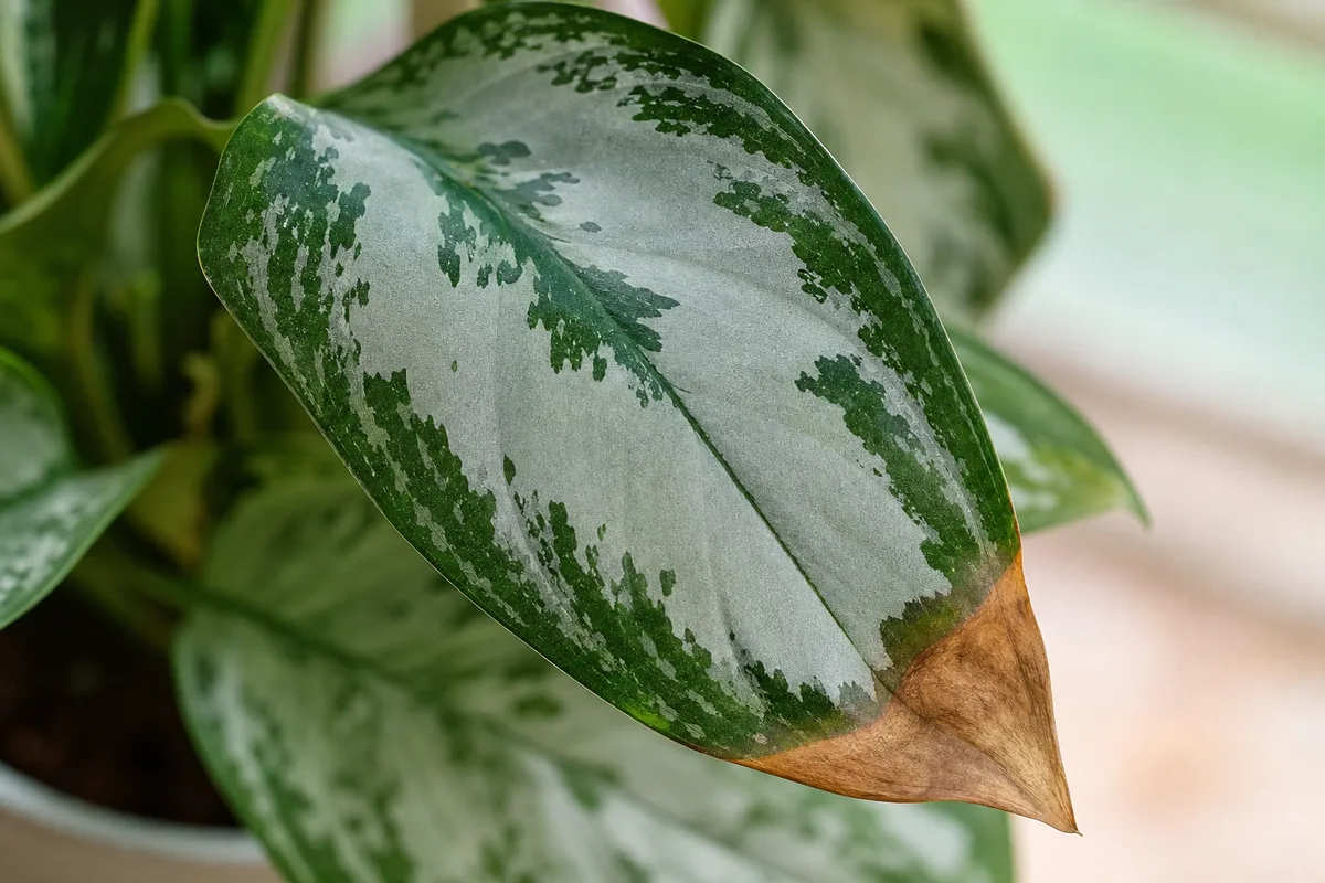 Close-up of Brown Tips on Aglaonema Silver Bay - diagnostic detail