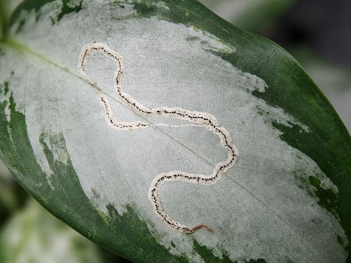 Close-up of a pale serpentine leaf miner tunnel inside a broad Aglaonema Silver Bay silver-gray and dark green variegated leaf