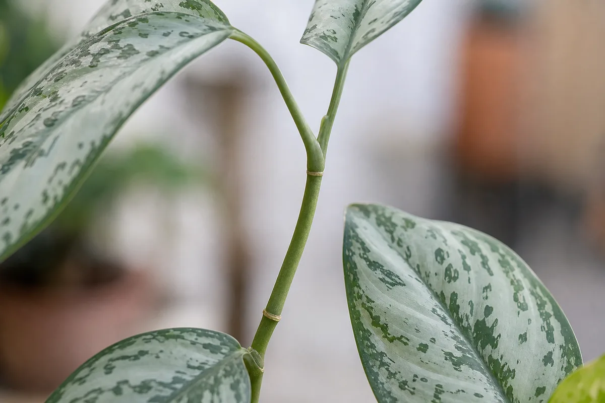 Close-up of Leggy Growth on Aglaonema Silver Bay - diagnostic detail