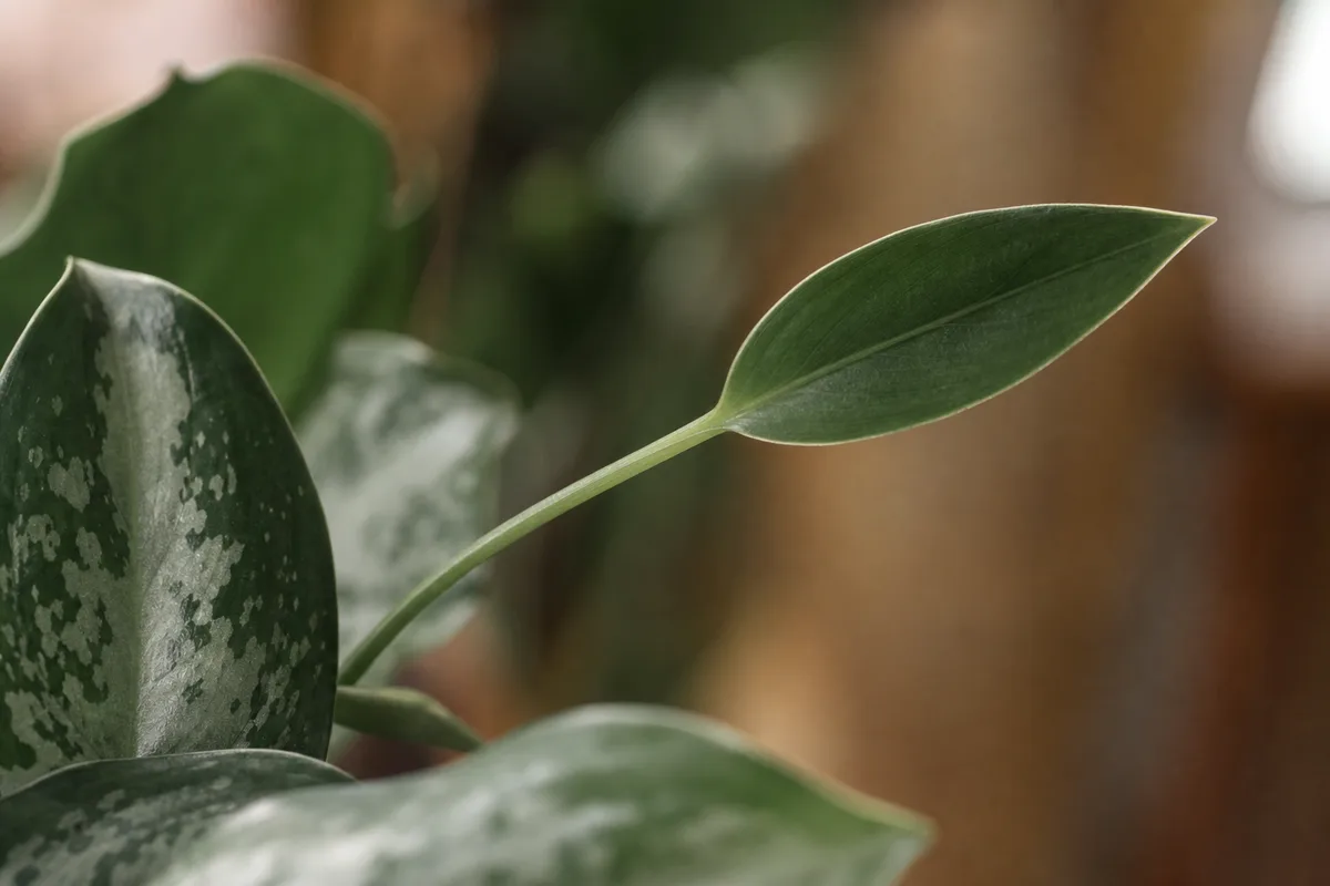 Close-up of low light on Aglaonema Silver Bay - elongated petiole with faded silver variegation on a smaller new leaf