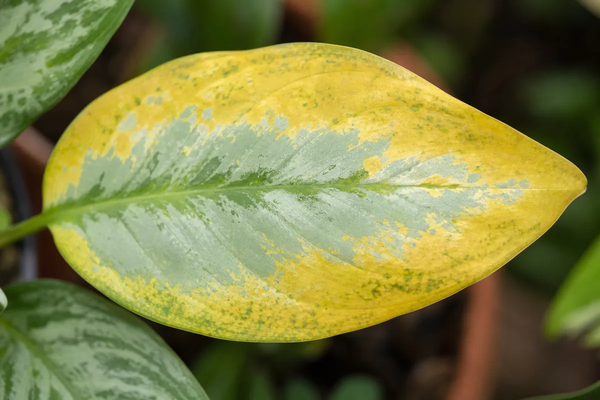 Close-up of Yellow Leaves on Aglaonema Silver Bay - diagnostic detail