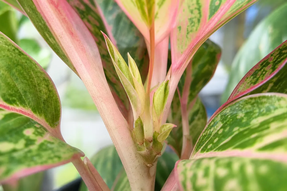 Close-up of Slow Growth on Aglaonema - diagnostic detail