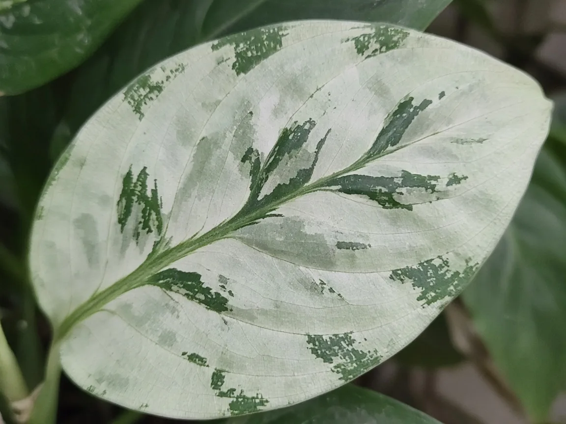 Close-up of curling leaves on Aglaonema Snow White - cupped variegated leaf surface