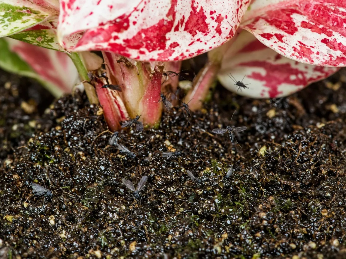 Close-up of fungus gnats on damp potting mix at the base of Aglaonema Super White broad variegated leaves