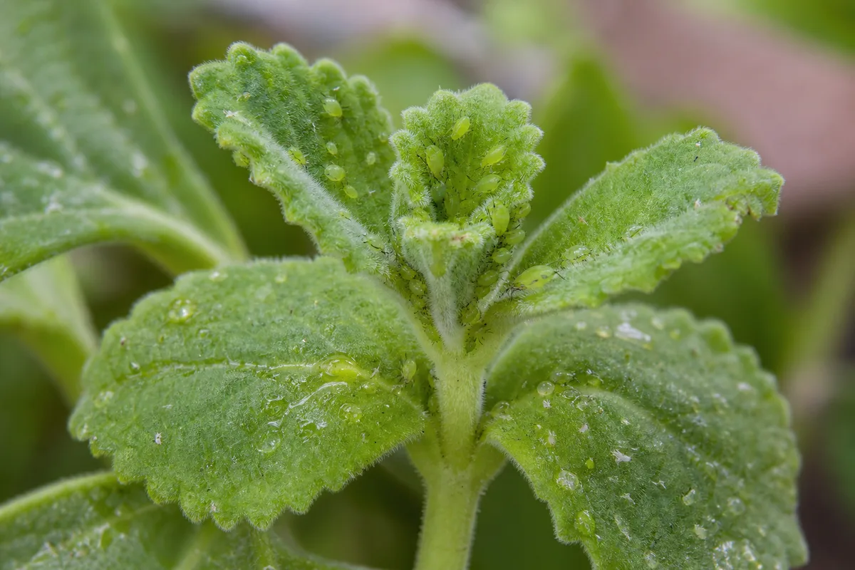 Close-up of Aphids on Ajwain Plant - diagnostic detail