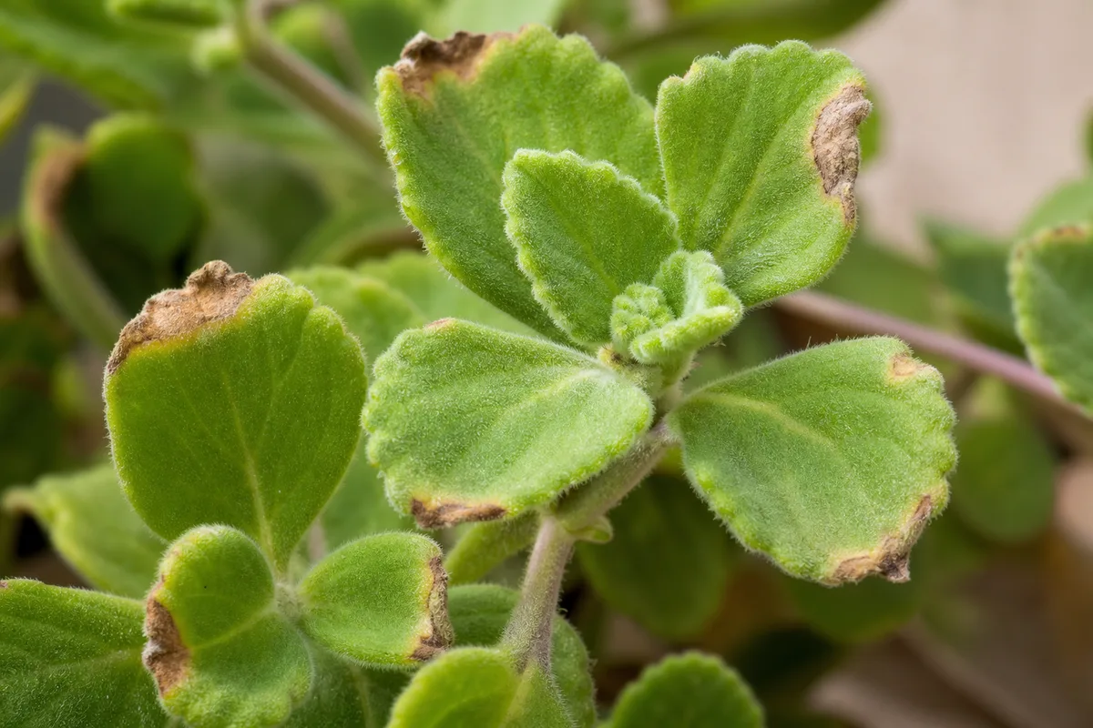 Close-up of Brown Tips on Ajwain Plant - diagnostic detail