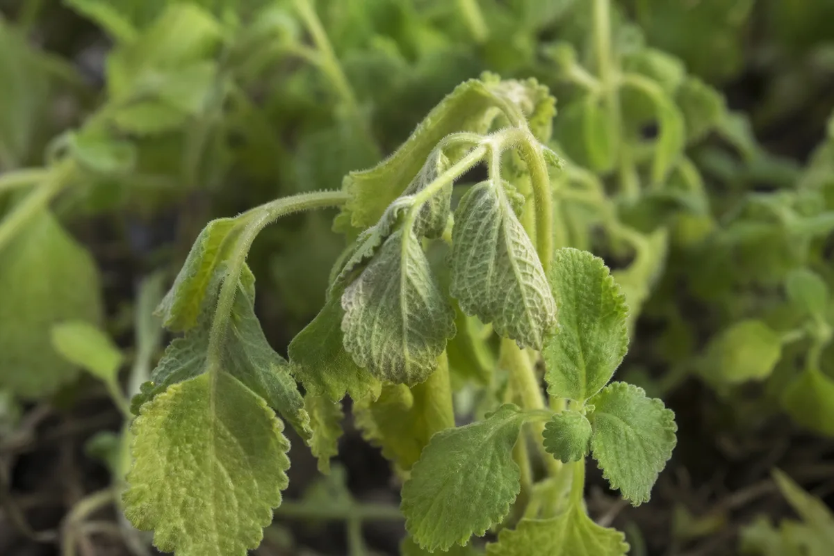 Close-up of Drooping Leaves on Ajwain Plant - diagnostic detail