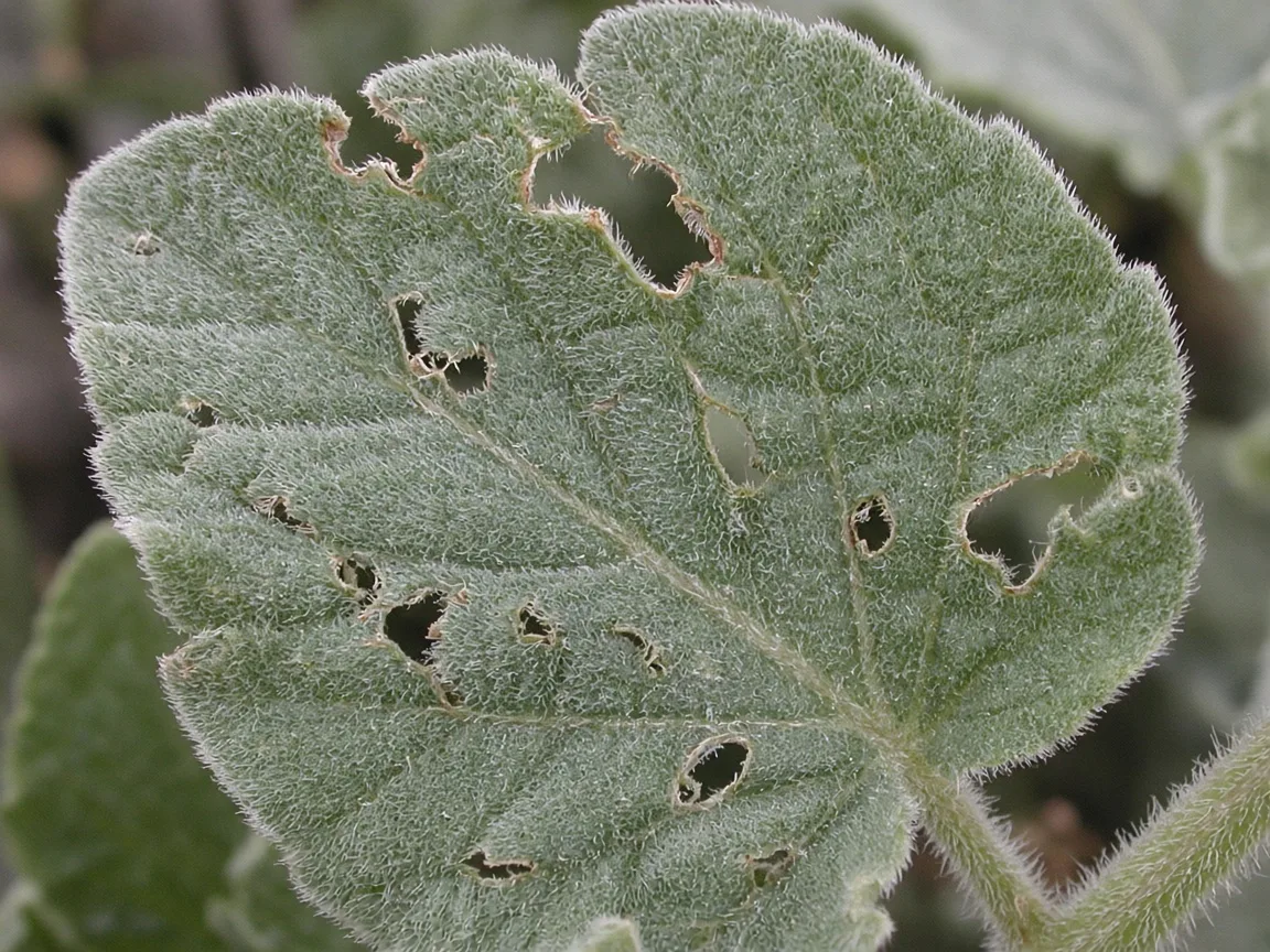 Close-up of chewed holes on ajwain plant fuzzy leaves