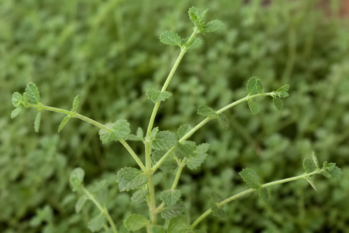 Close-up of Leggy Growth on Ajwain Plant - diagnostic detail
