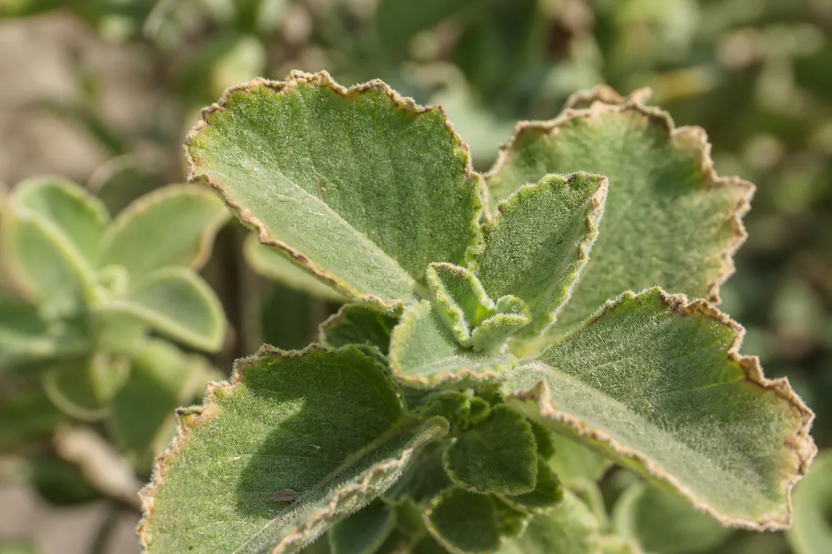 Close-up of Low Humidity on Ajwain Plant - diagnostic detail
