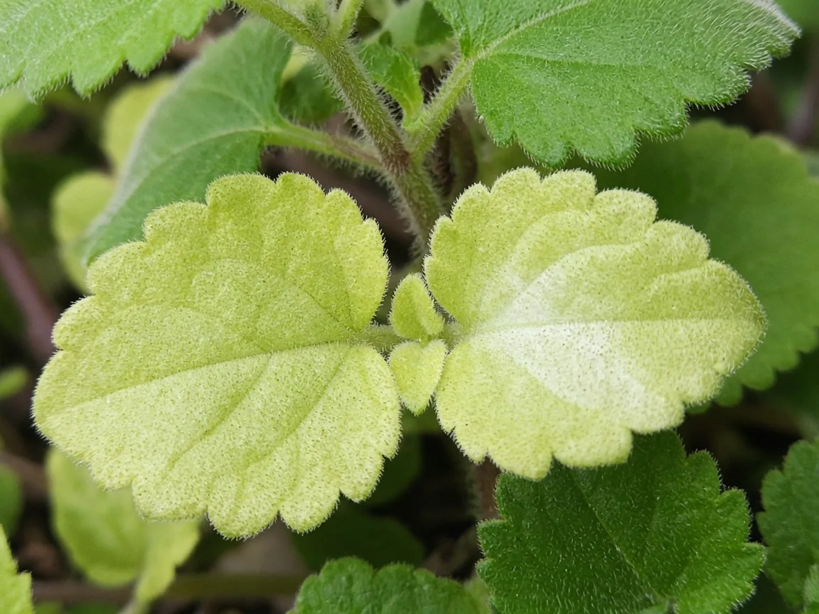 Close-up of Pale Leaves on Ajwain Plant - diagnostic detail