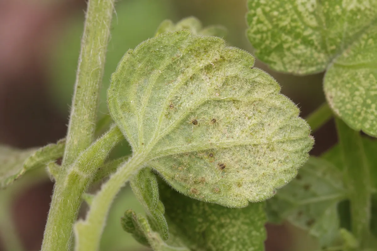 Close-up of Spider Mites on Ajwain Plant - diagnostic detail