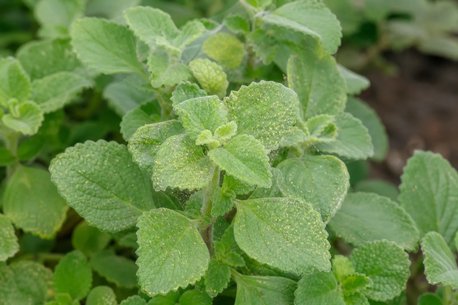 Spider Mites on Ajwain Plant - visible symptom on the plant
