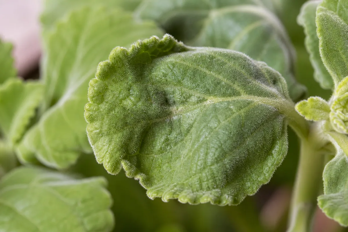 Close-up of underwatering on Ajwain Plant - slight edge wrinkling on a soft thick velvety leaf