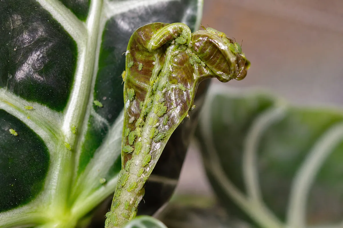 Close-up of aphids on Alocasia Amazonica - green pear-shaped insects clustered on an unfurling arrowhead leaf crown