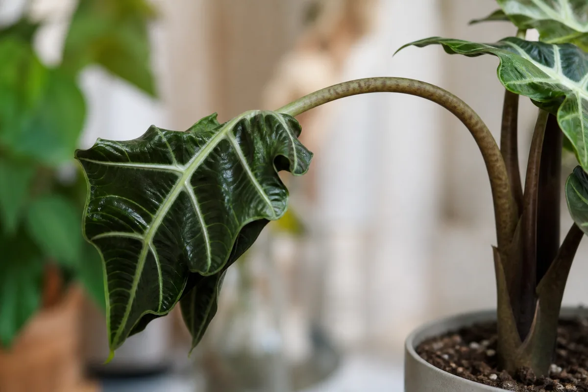 Close-up of drooping leaves on Alocasia Amazonica - sagging petiole with arrowhead leaf hanging below its normal angle