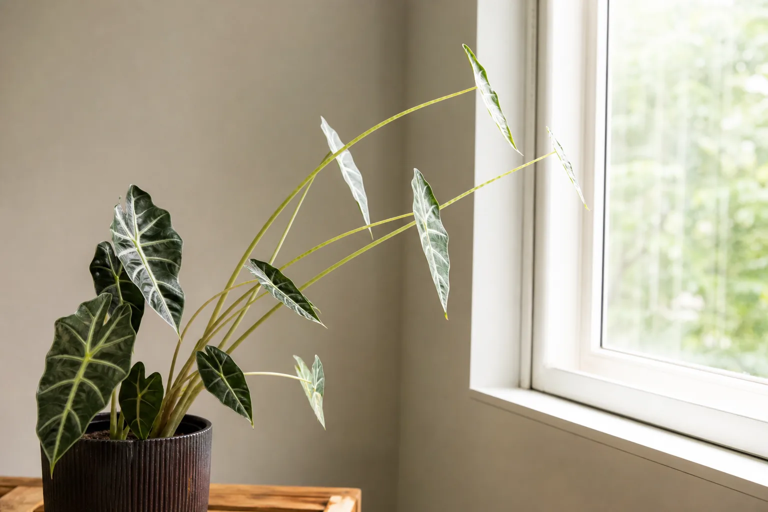 Leggy growth on Alocasia Amazonica - elongated petioles stretching toward light with smaller new leaves
