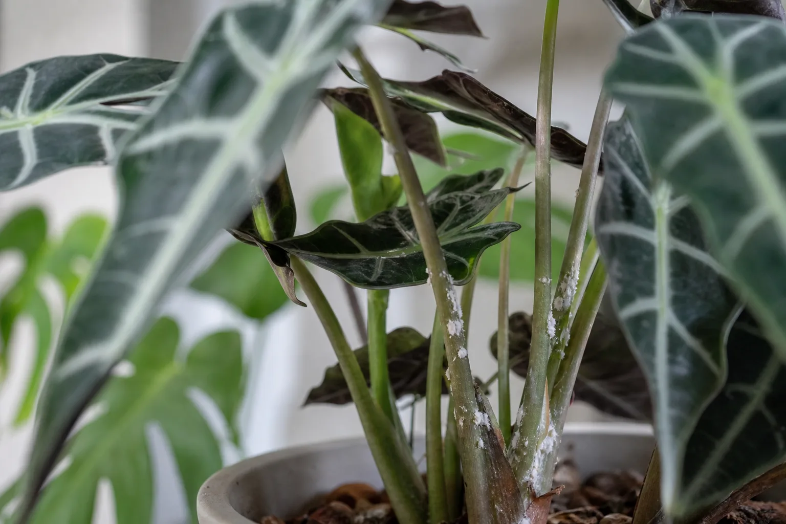 Mealybugs on Alocasia Amazonica - visible symptom on the plant