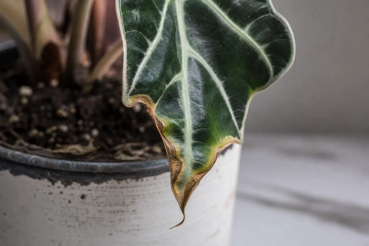 Close-up of Underwatering on Alocasia Amazonica - diagnostic detail
