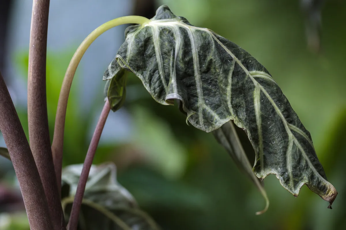Close-up of Wilting on Alocasia Amazonica - diagnostic detail