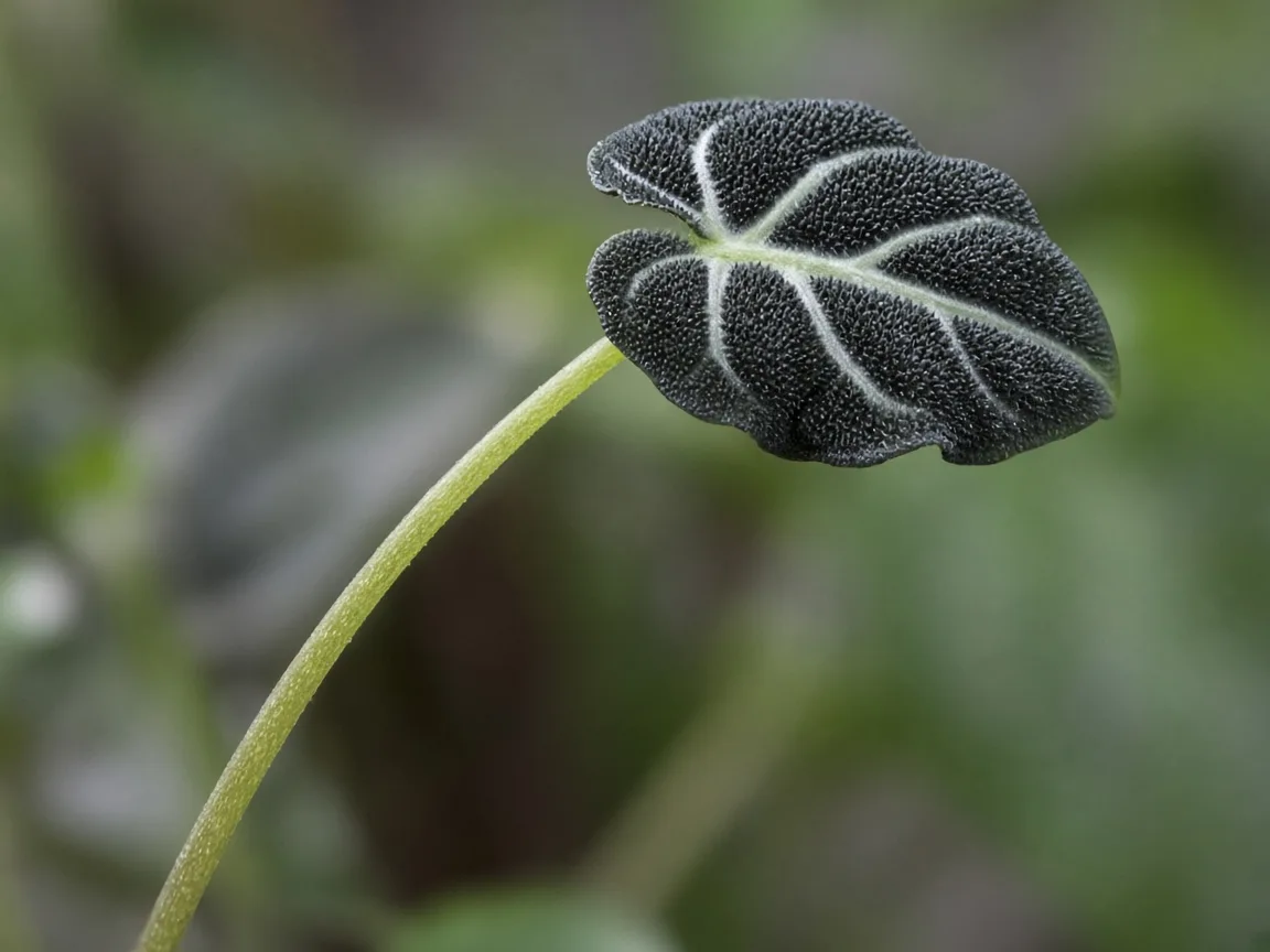 Close-up of leggy growth on Alocasia Black Velvet - elongated petiole with wide gap before a small matte black bullate leaf