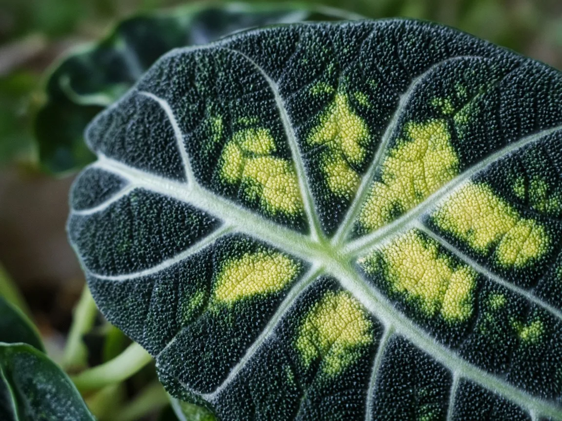 Close-up of magnesium deficiency on Alocasia Black Velvet - interveinal chlorosis on older bullate velvet leaf