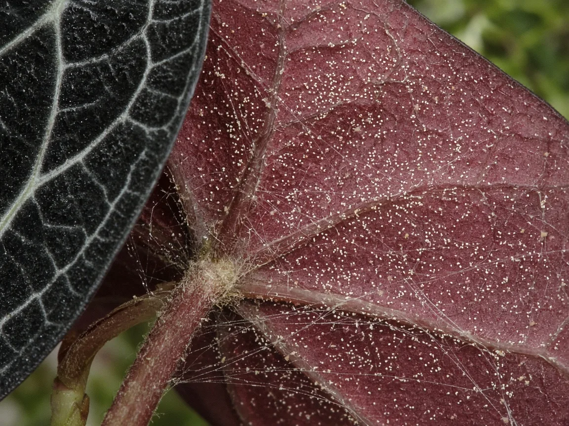 Close-up of pale stippling and fine webbing on the burgundy underside of a matte black Alocasia Black Velvet leaf