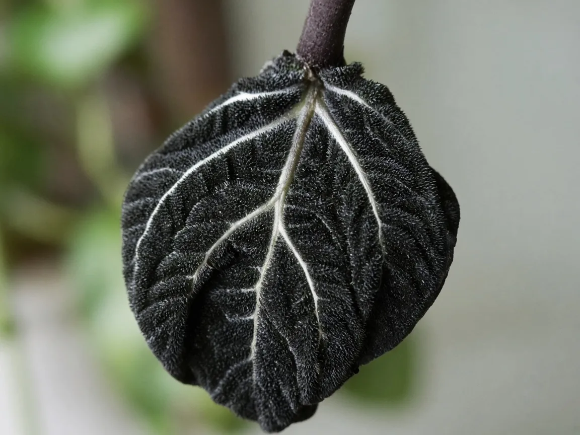 Close-up of wilting on Alocasia Black Velvet - limp collapsed petiole and drooping bullate velvet leaf