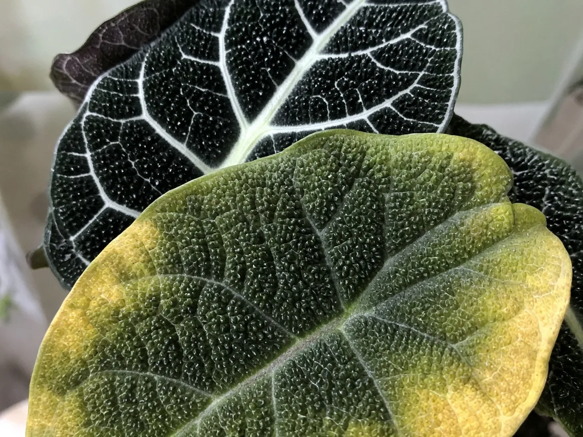 Close-up of yellow lower bullate leaf with dull veining on Alocasia Black Velvet