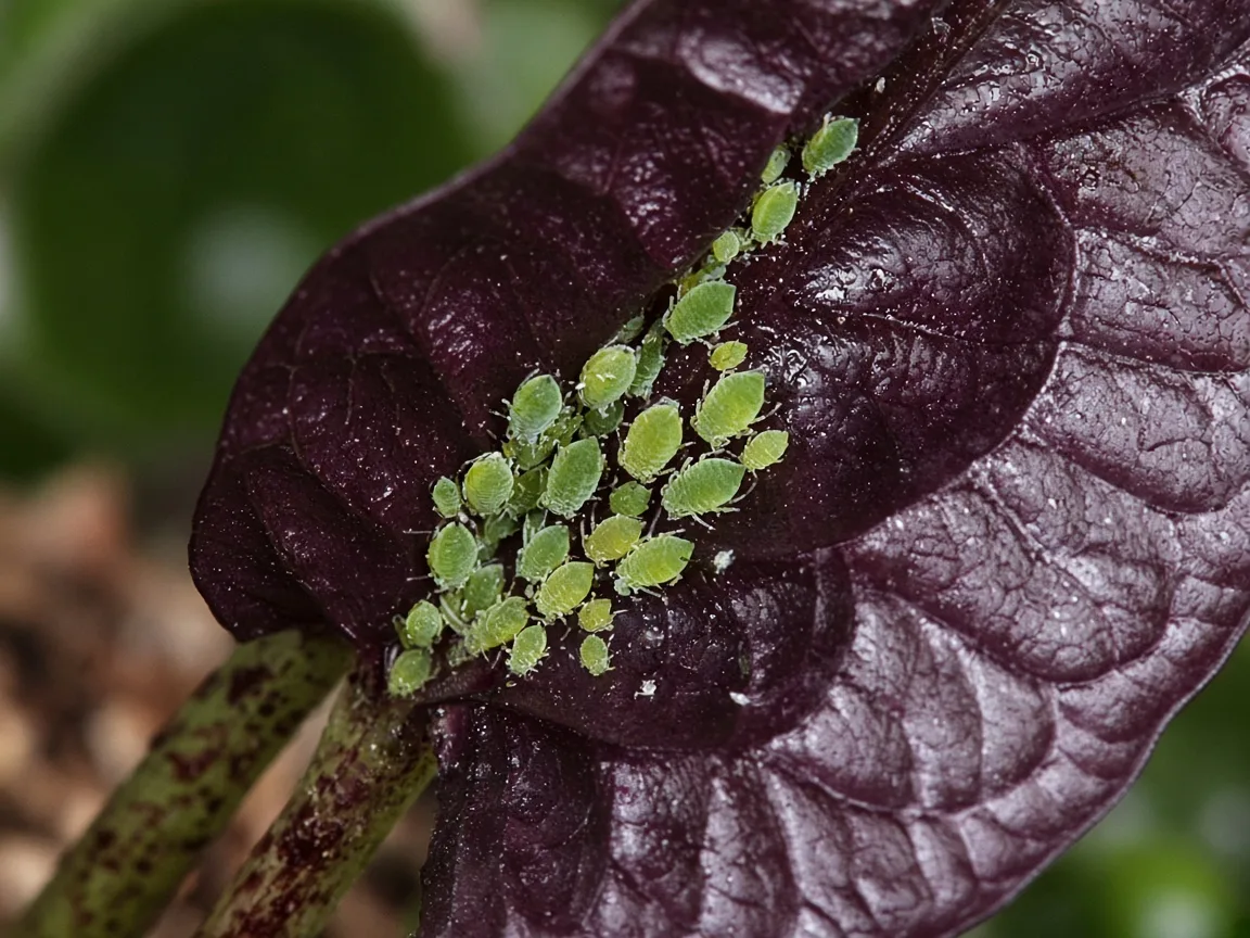 Close-up of soft green aphids clustered on the purple underside of an unfurling Alocasia Cuprea leaf spear
