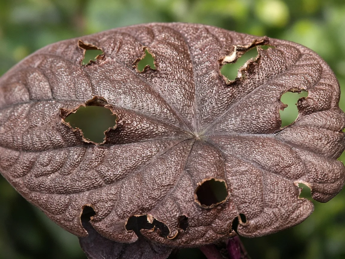 Close-up of holes in Alocasia Cuprea leaf