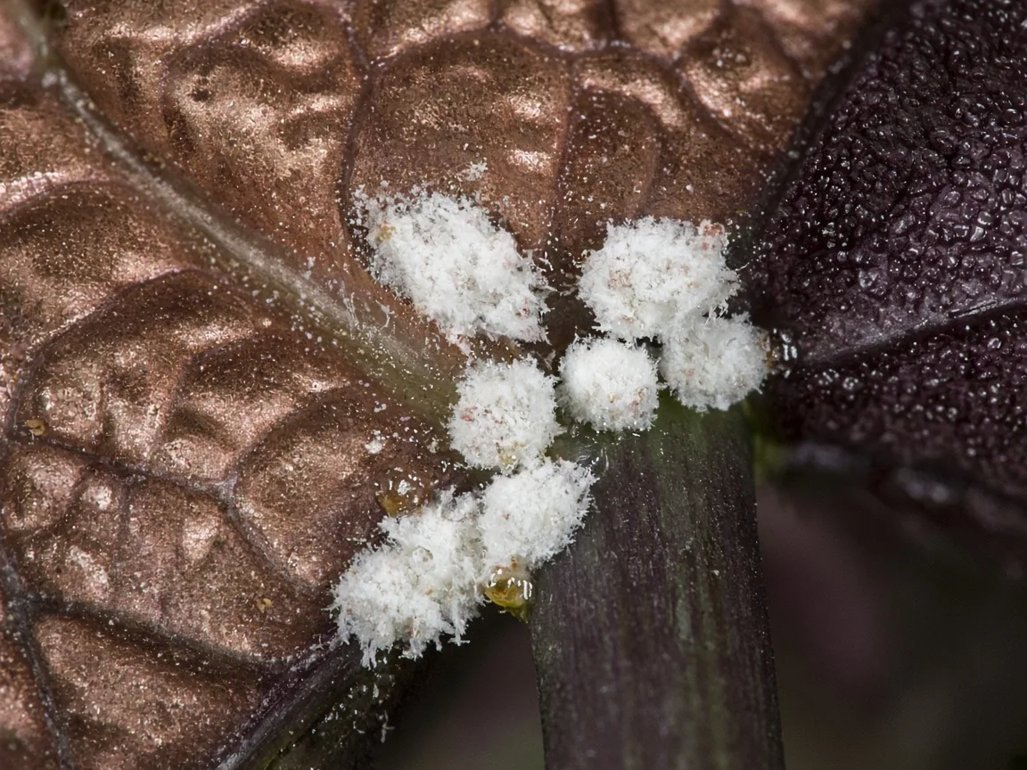 Close-up of white cottony mealybug clusters nestled in an Alocasia Cuprea petiole axil on a dark purple leaf underside